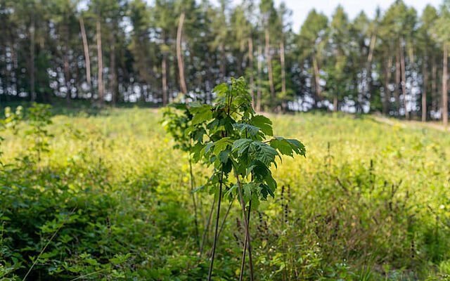 Select Green - gepflanzte Bäume bei Vertragsabschluss | Nachhaltigkeit | Select Green | Nachhaltigkeitsmanagement